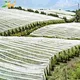  Tissu non tissé en polypropylène 